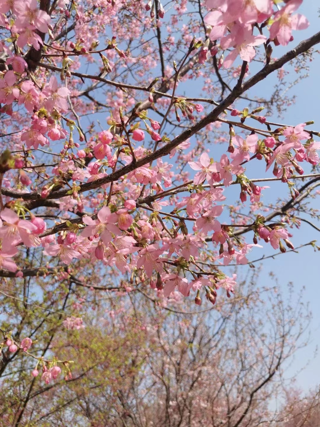 错过了武汉东湖的樱花，还有性价比更高的邵东本地樱花！