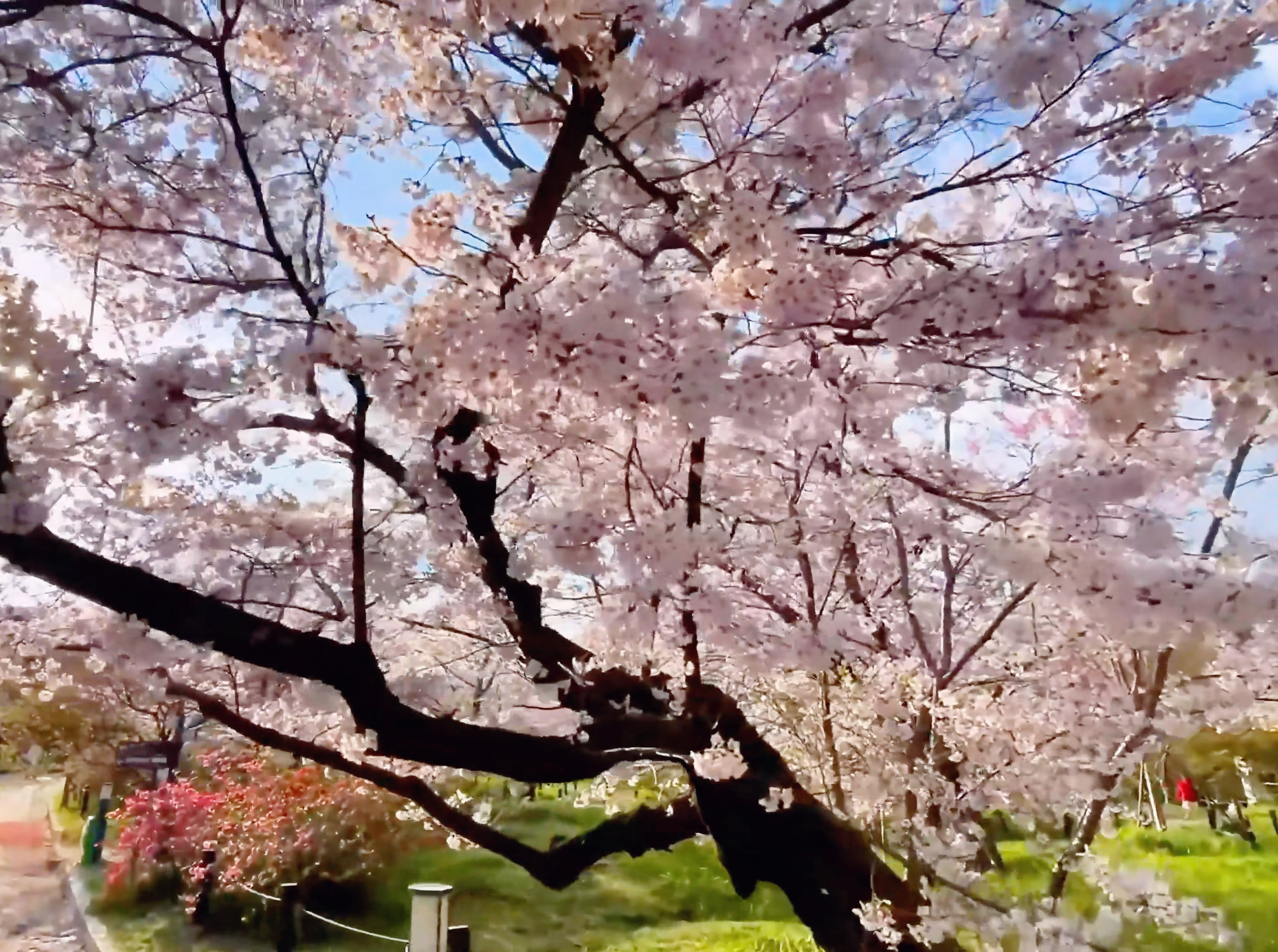 京都府立植物园：春天里的花期序章 🌸🌿🚶