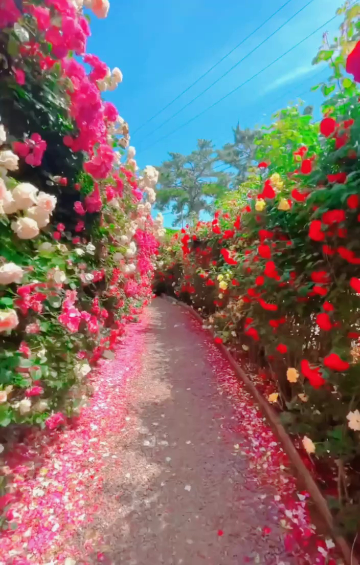 哇塞!这么漂亮的玫瑰花园，你想来吗？
