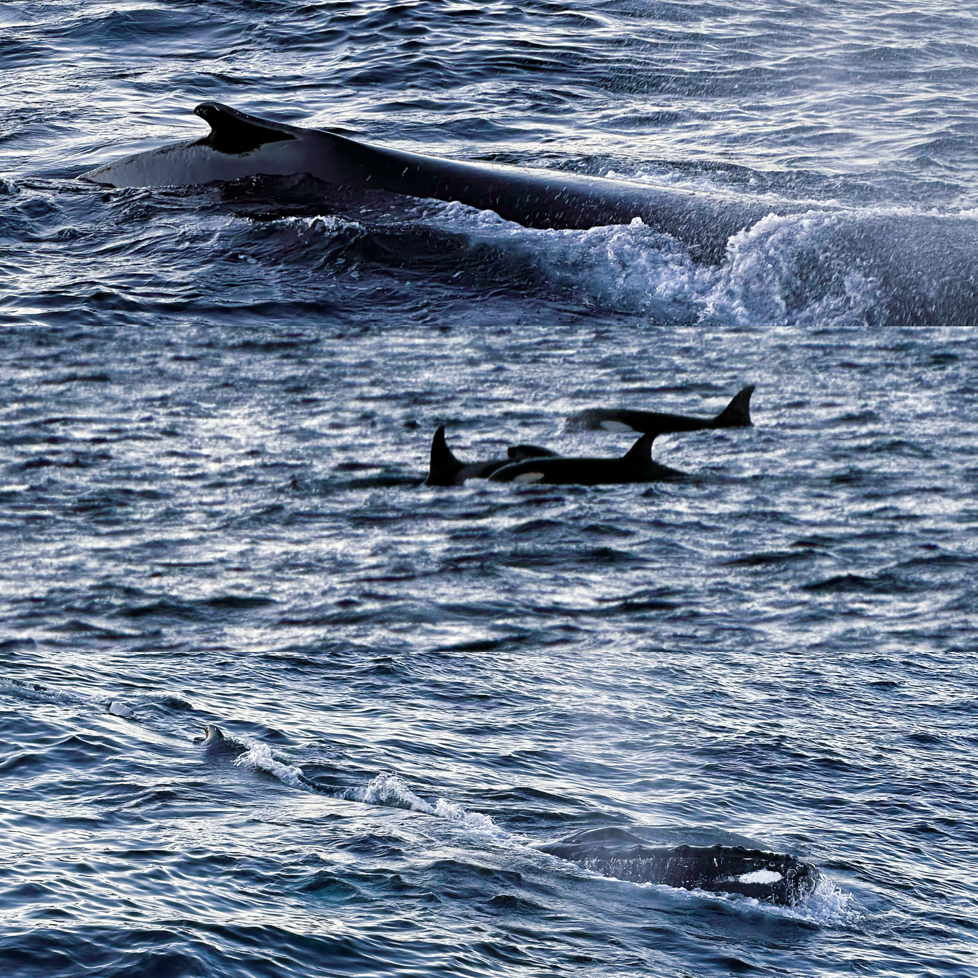 在挪威追鲸🐳