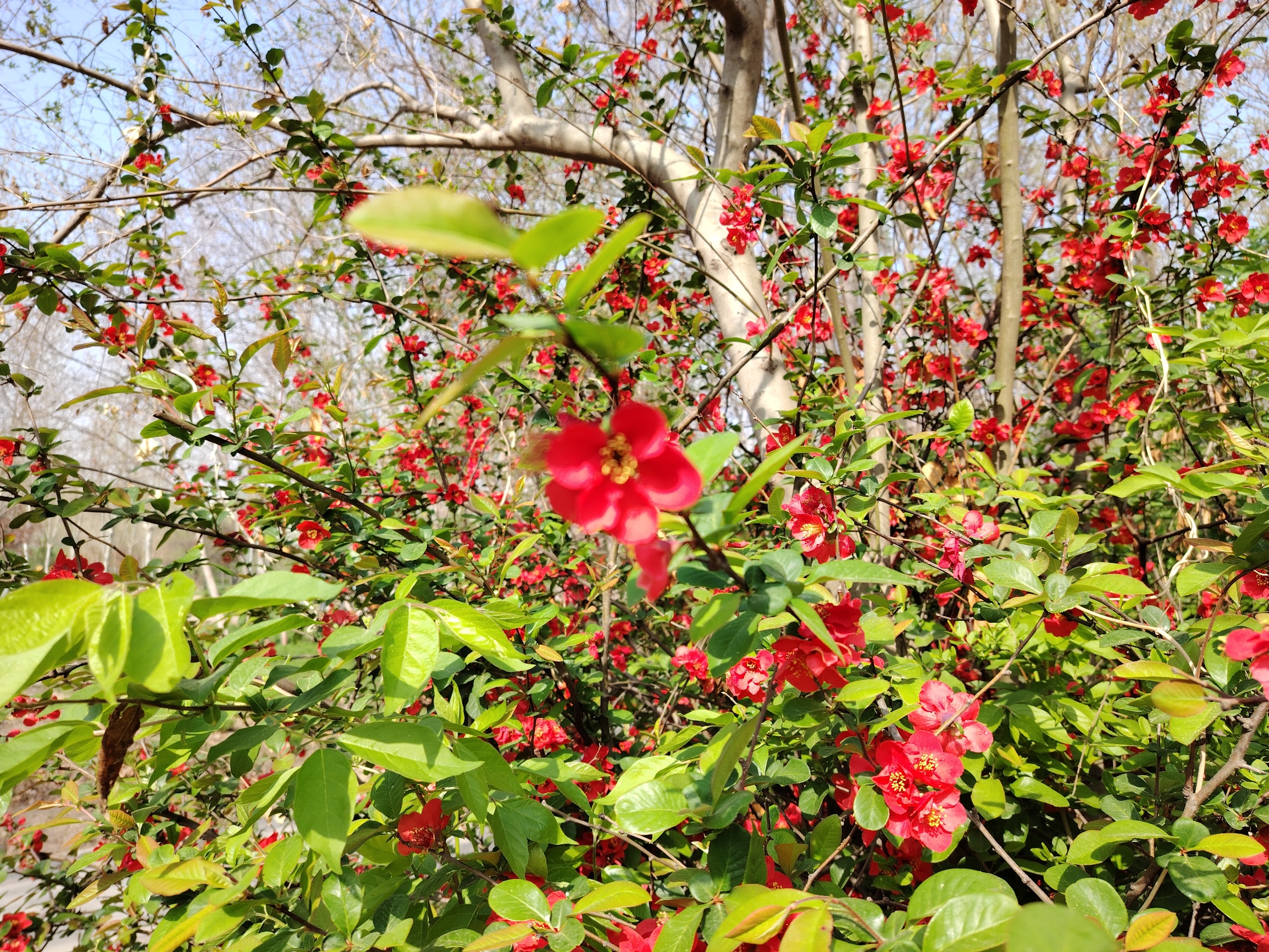 盛开的花