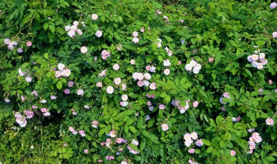 成都向东·耕学田园内有数万株 蔷薇花绽放 绚丽多姿的蔷薇花 在碧绿叶子的映衬下，从墙上漫了出来 好似