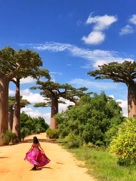 马达加斯加～猴面包树大道