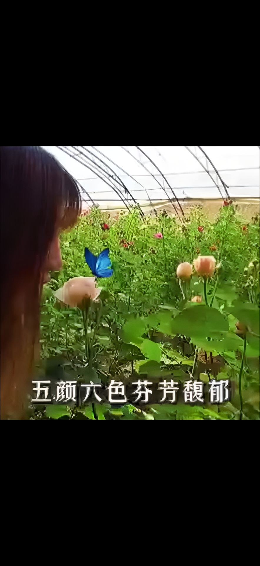 安徽肥西县金三合农业科技示范观光园
