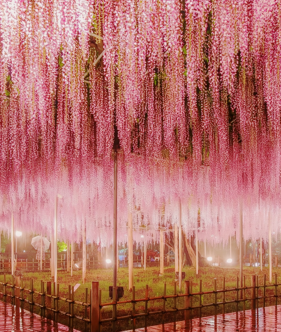 160岁的紫藤瀑布资东京周边一年只限定30天