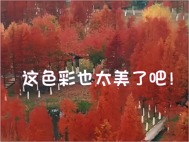 湖北枝江杨家垱公园好美的色彩啊！