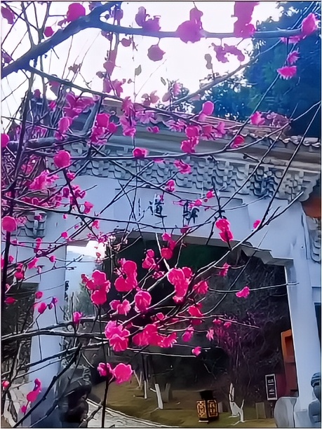 待梅花开遍满山遍野时，带上你喜欢的人一起去梅岭赏梅可好。