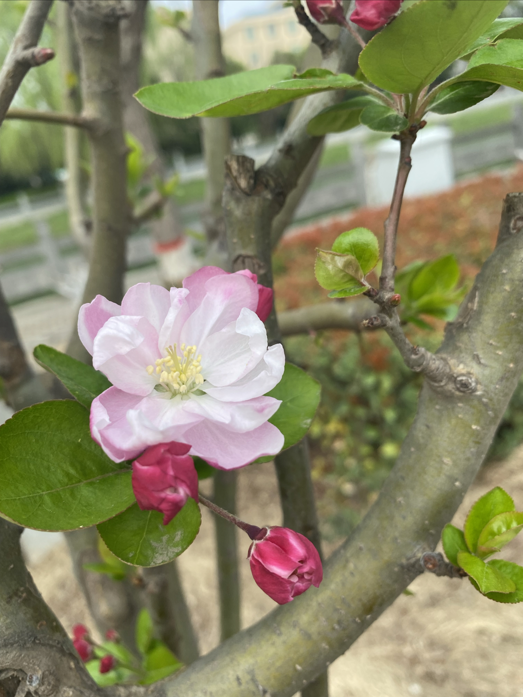 桃花烂漫时，朵朵娇艳欲滴的花儿从枝头喷薄而出，似一抹粉色的云彩点缀着蓝天，洋溢着生命的热烈。