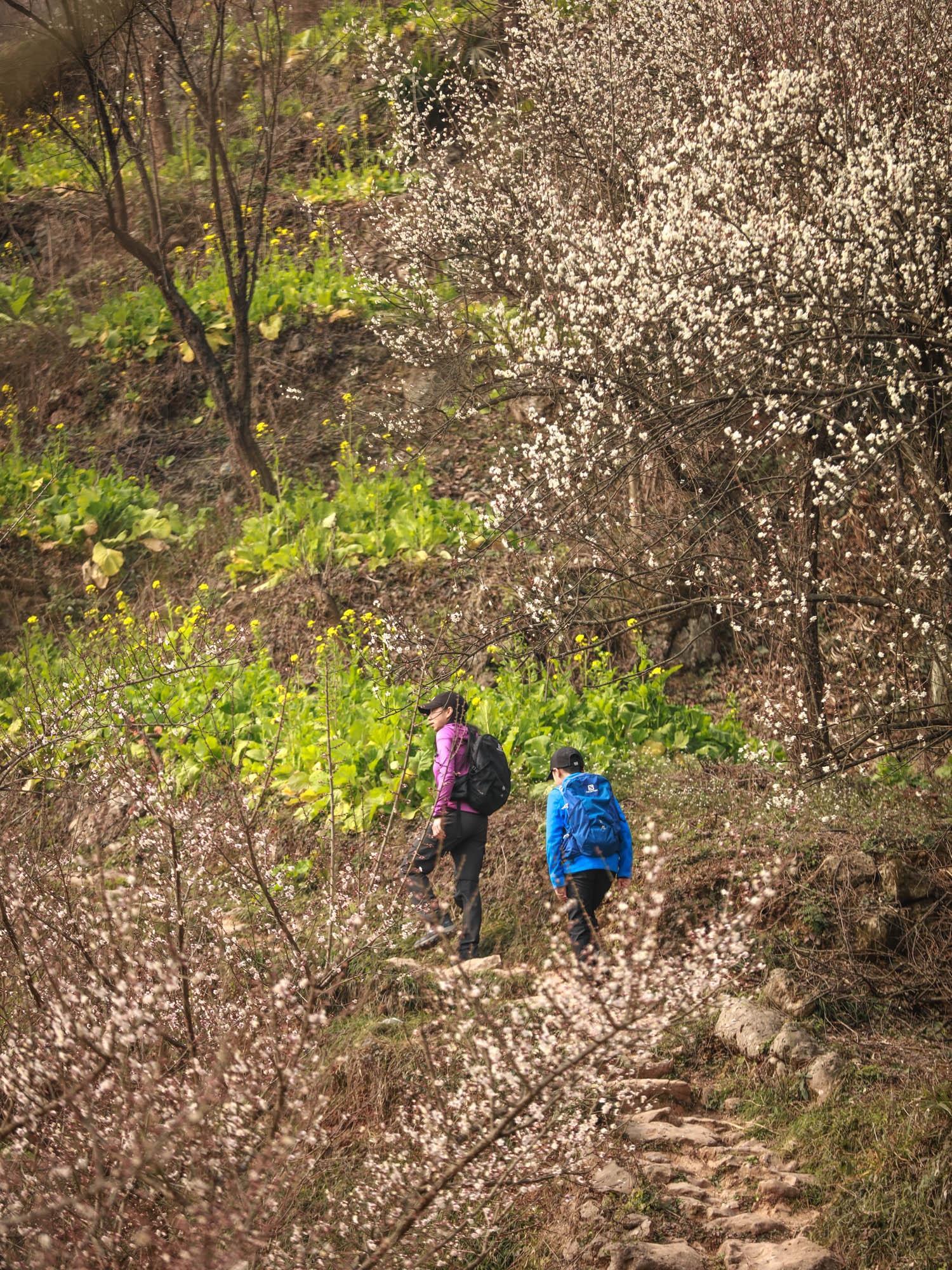春花烂漫正是徒步时 成都周边最佳赏花路线 每年春天必来一次的轻徒步路线→路程轻松简单、老少皆宜。 春