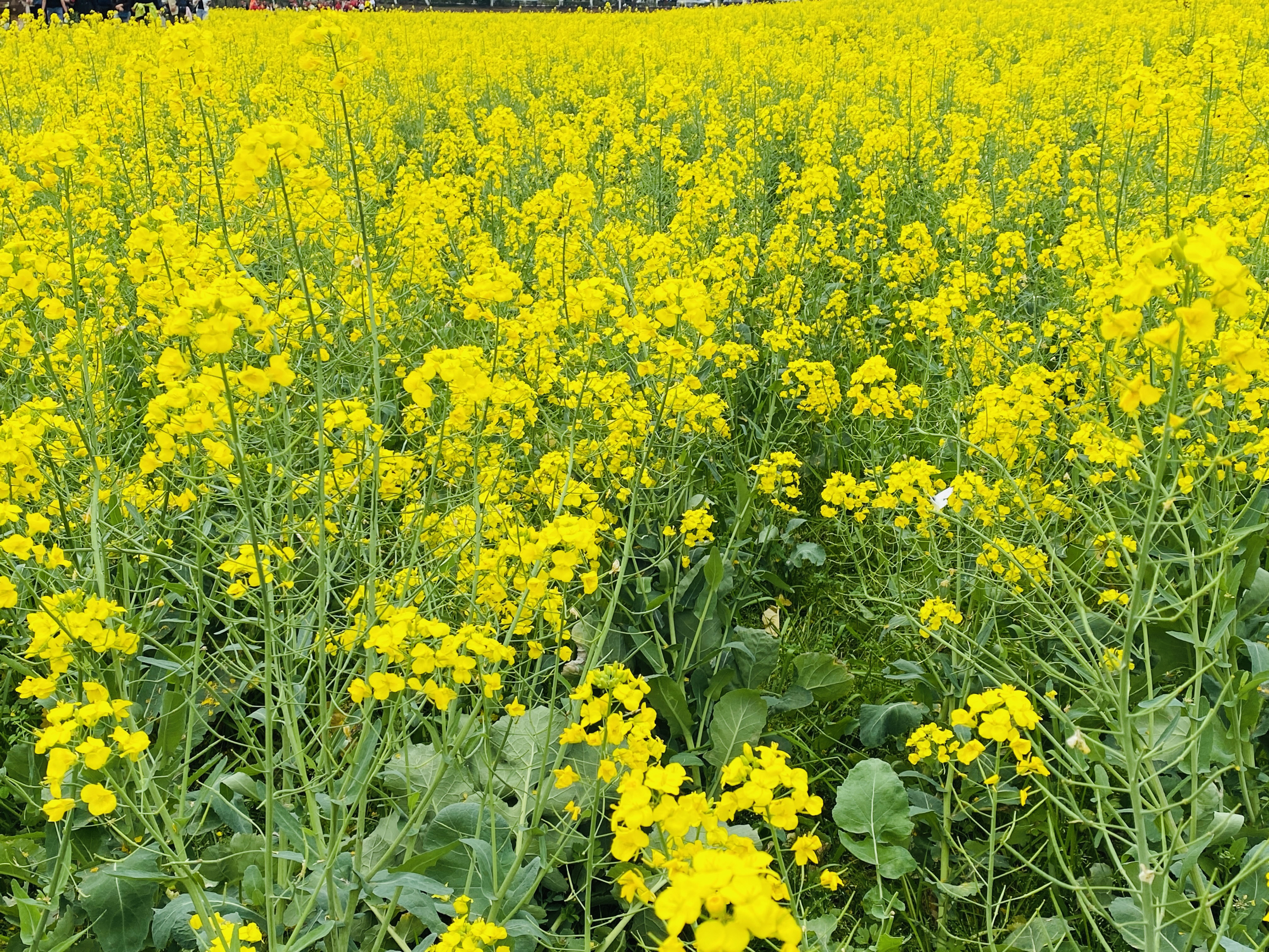 #春天玩点花的 韶山的油菜花海真的好漂亮，再看看毛主席他老人家的故居，像伟人鲜花💐缅怀先烈致敬🫡伟人