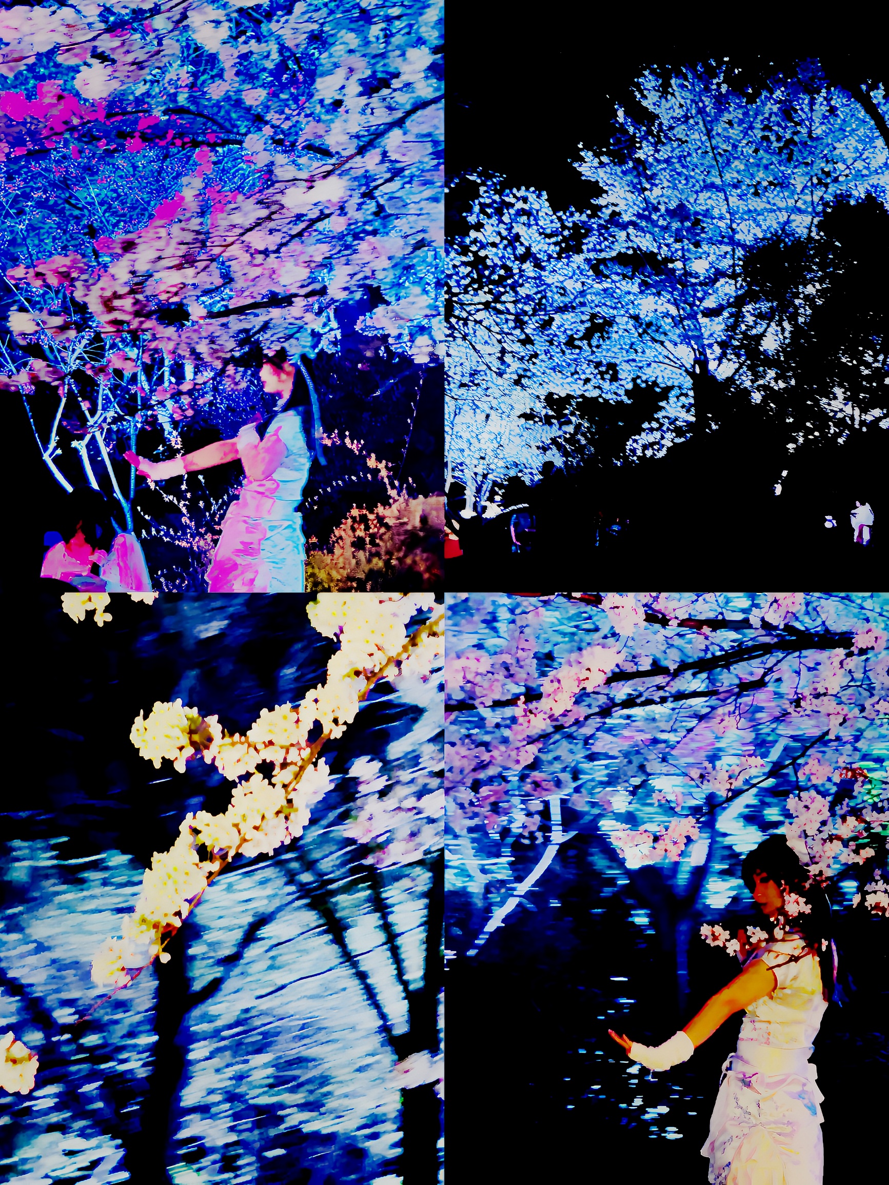 我在无锡鼋头渚 樱花最盛开时 看到了理想中的春天模样