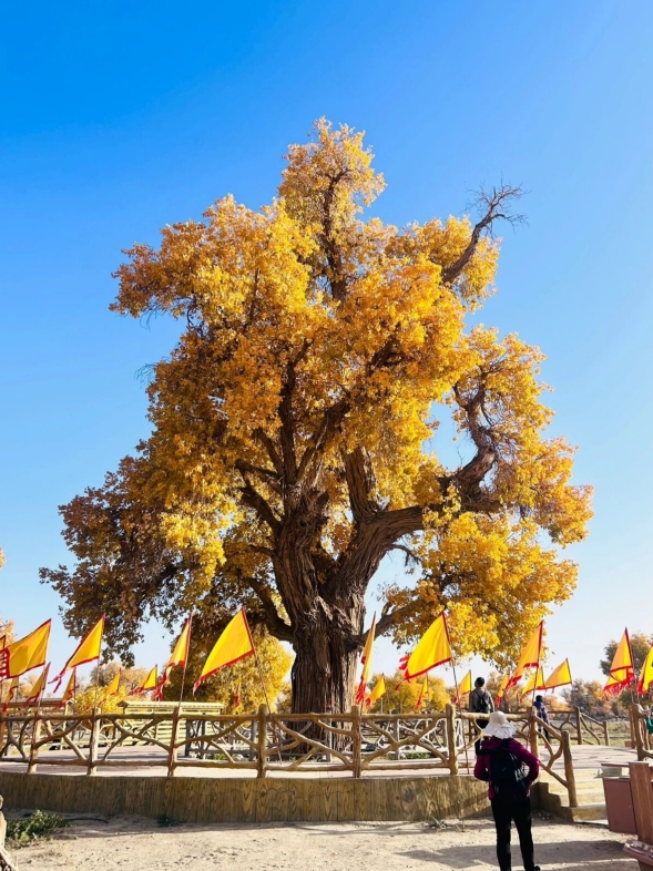 阿拉善大酒店·宴会厅餐厅图片