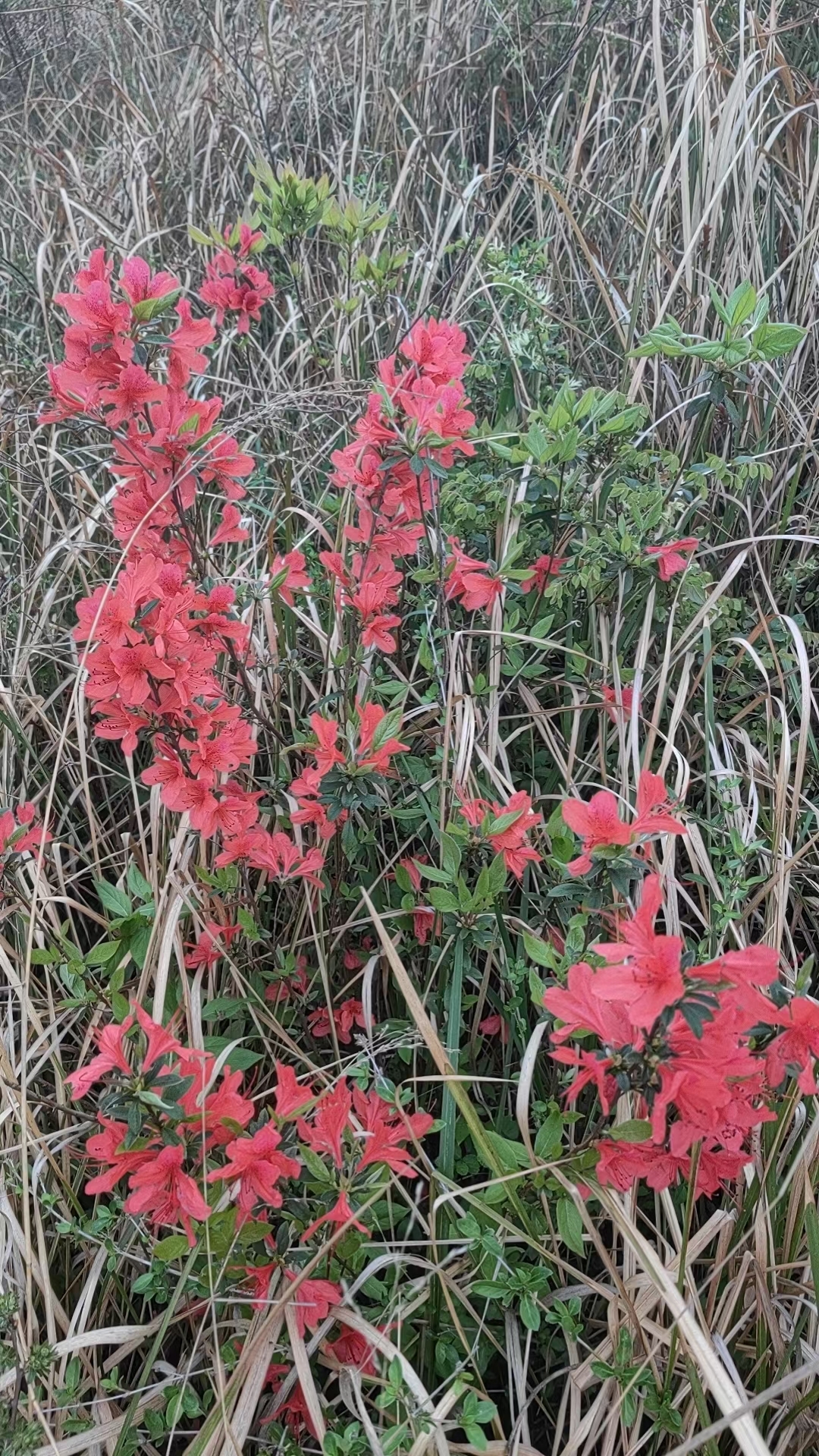 林花谢了春红，太匆匆，无奈朝来寒雨 晚来风……#睡过才会懂的高端酒店