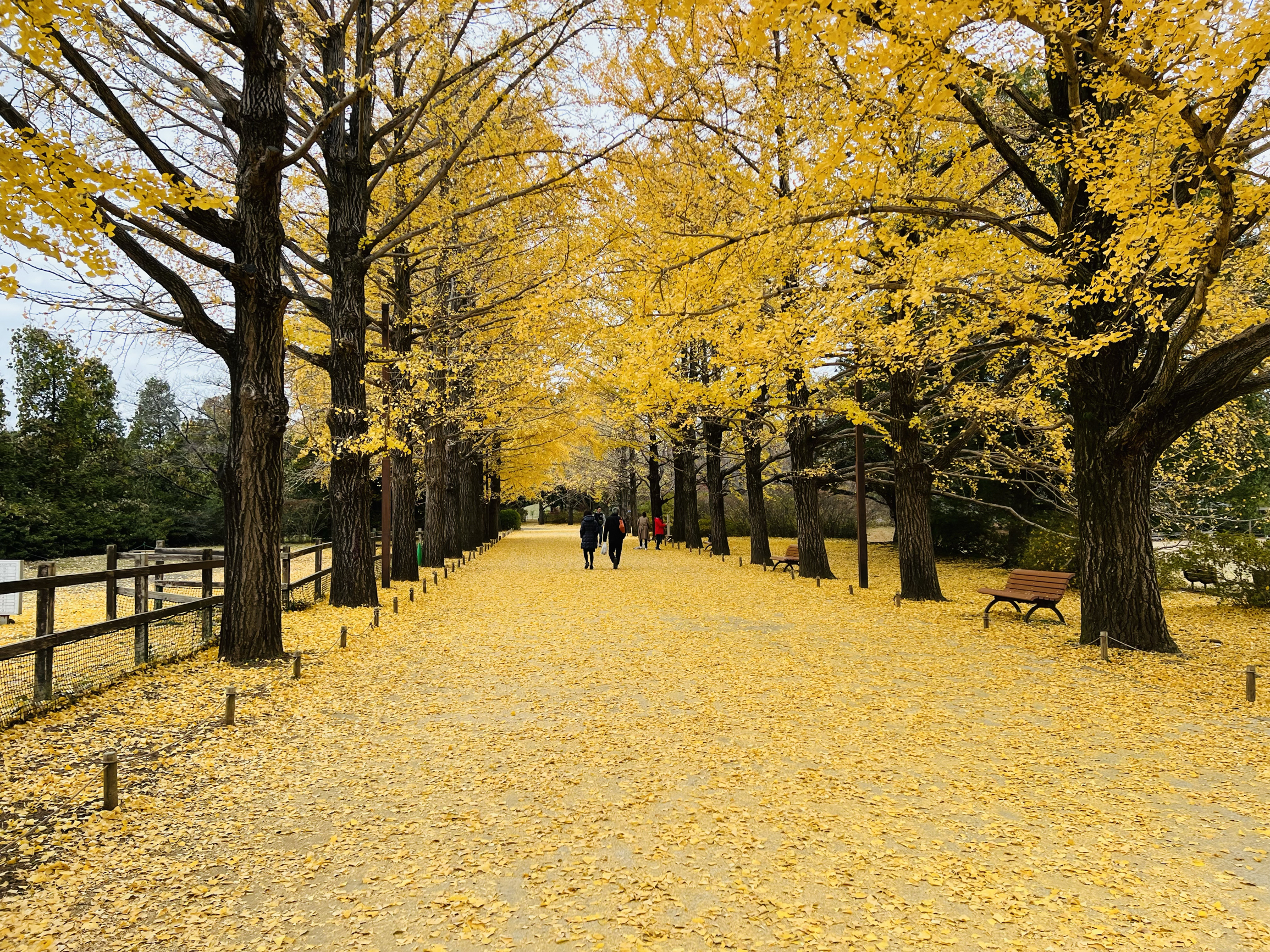 東京昭和紀念公園是一個賞銀杏的好地方.一條路上兩側種滿了銀杏…選對時間來真的好美