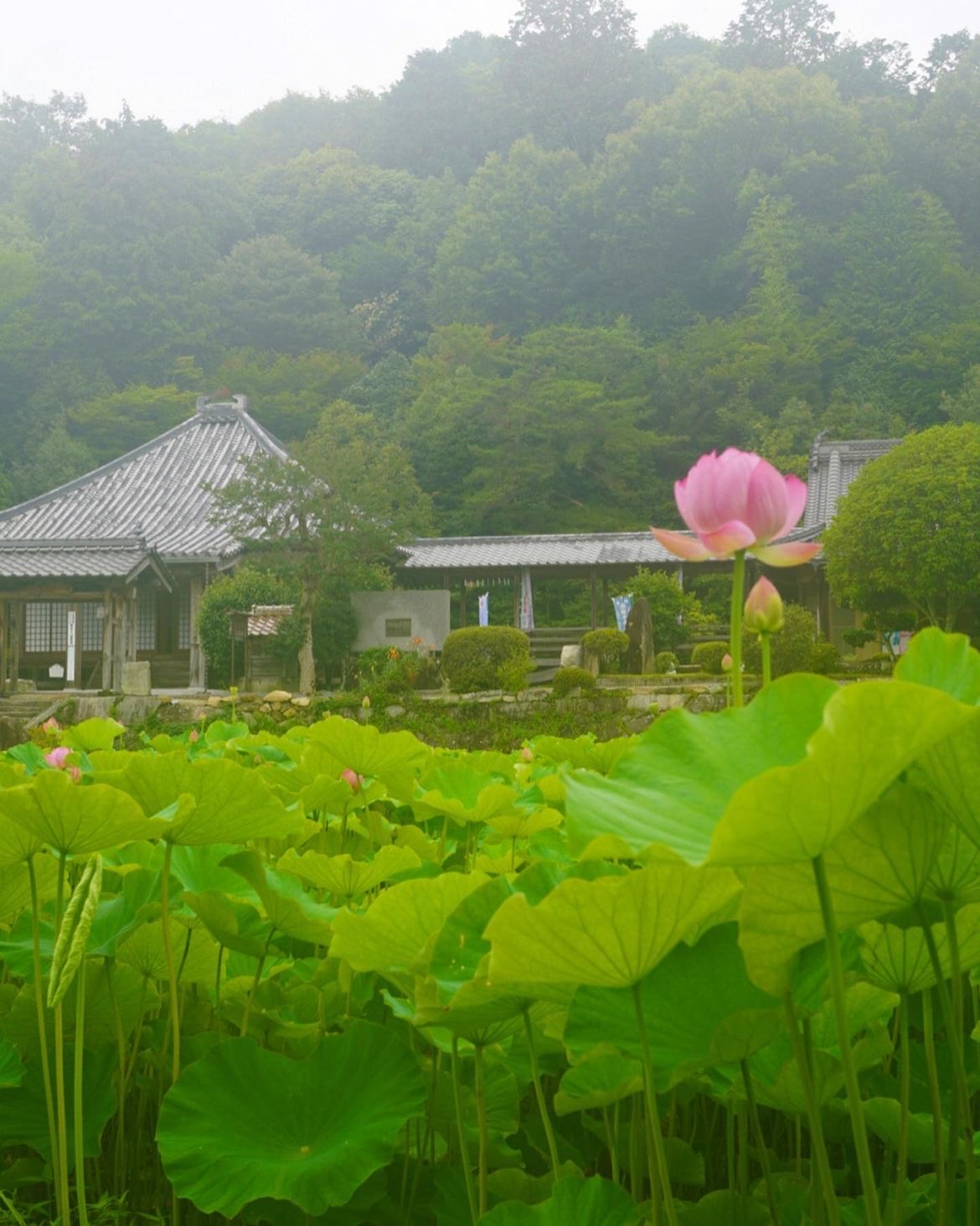 【宁静之地】🌸广岛县棲眞寺公园：自然美景与文化传承的融合！  🌿简介：棲眞寺公园的独特魅力  棲眞寺