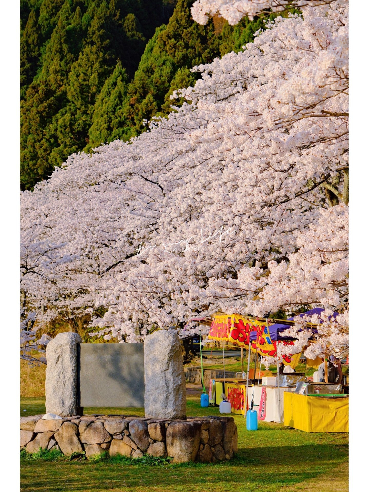 今年份我对于琵琶湖樱花🌸的记忆📸（图集）