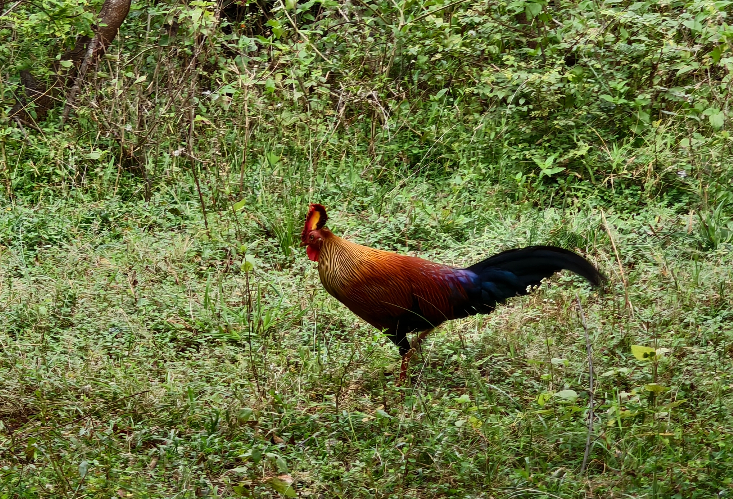 斯里兰卡雅拉国家公园之原鸡
