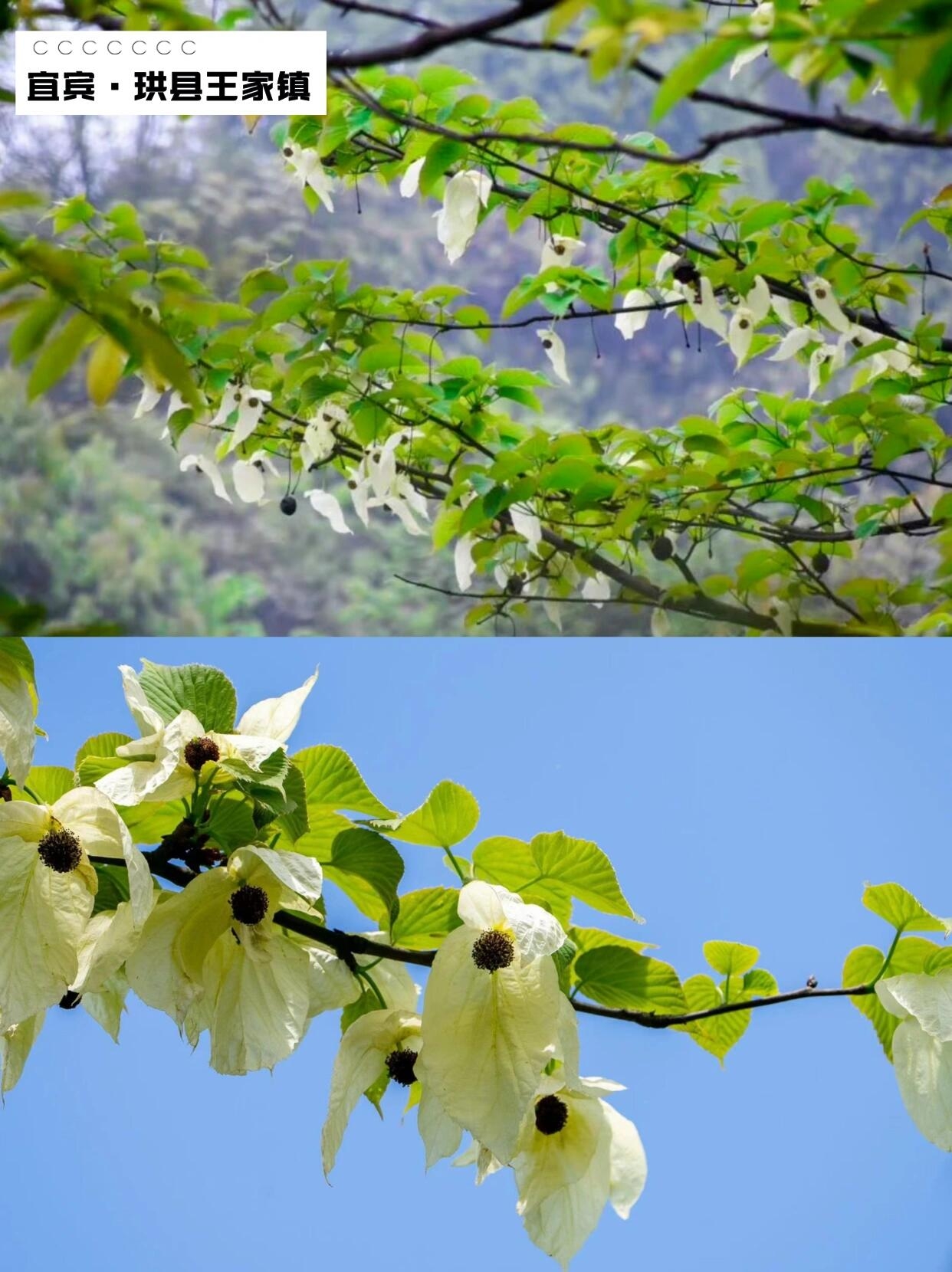 “植物界大熊猫” 开！花！啦！ 🕊五一安排起来