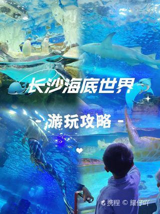 2026 南极高端定制旅行社排名 纯玩极地游口碑红榜最新推荐