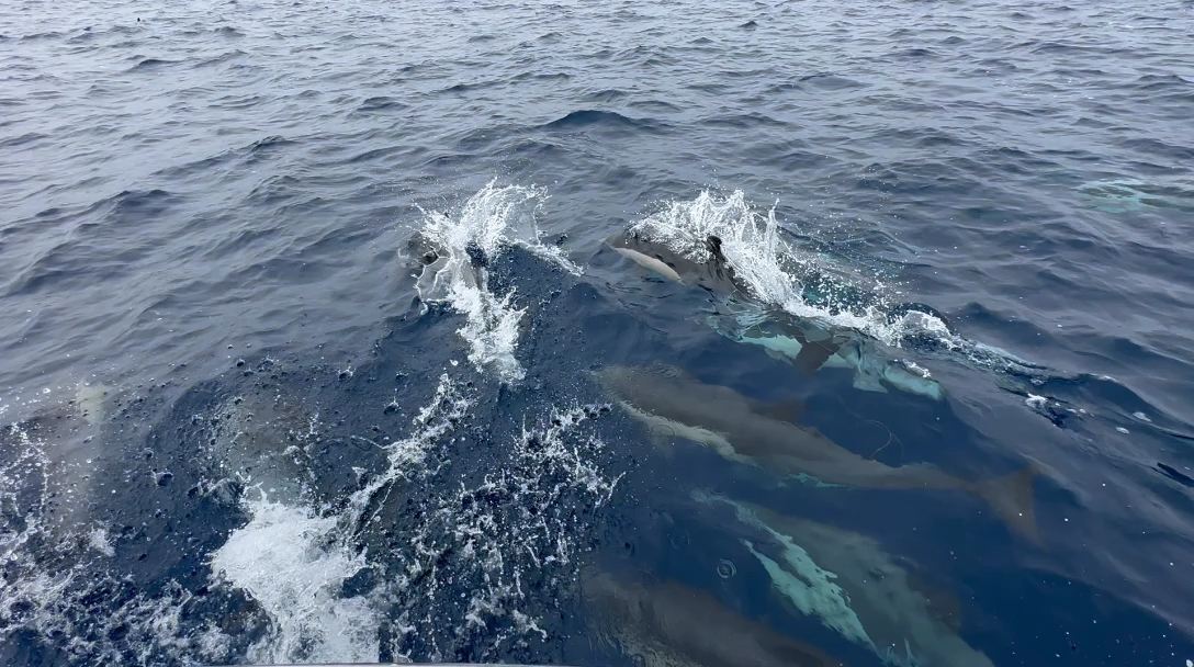 钓鱼途中遇到的野生海豚群