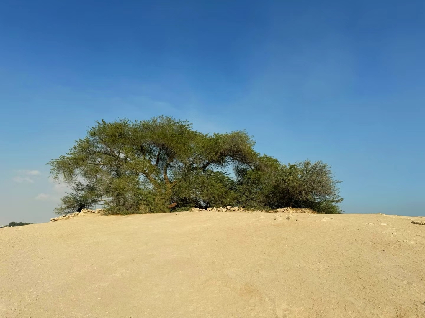 巴林的一棵树，这棵被称为生命之树。生命之树是巴林的一个具有神圣意义的地点。这棵树是一颗牧豆树，在荒漠