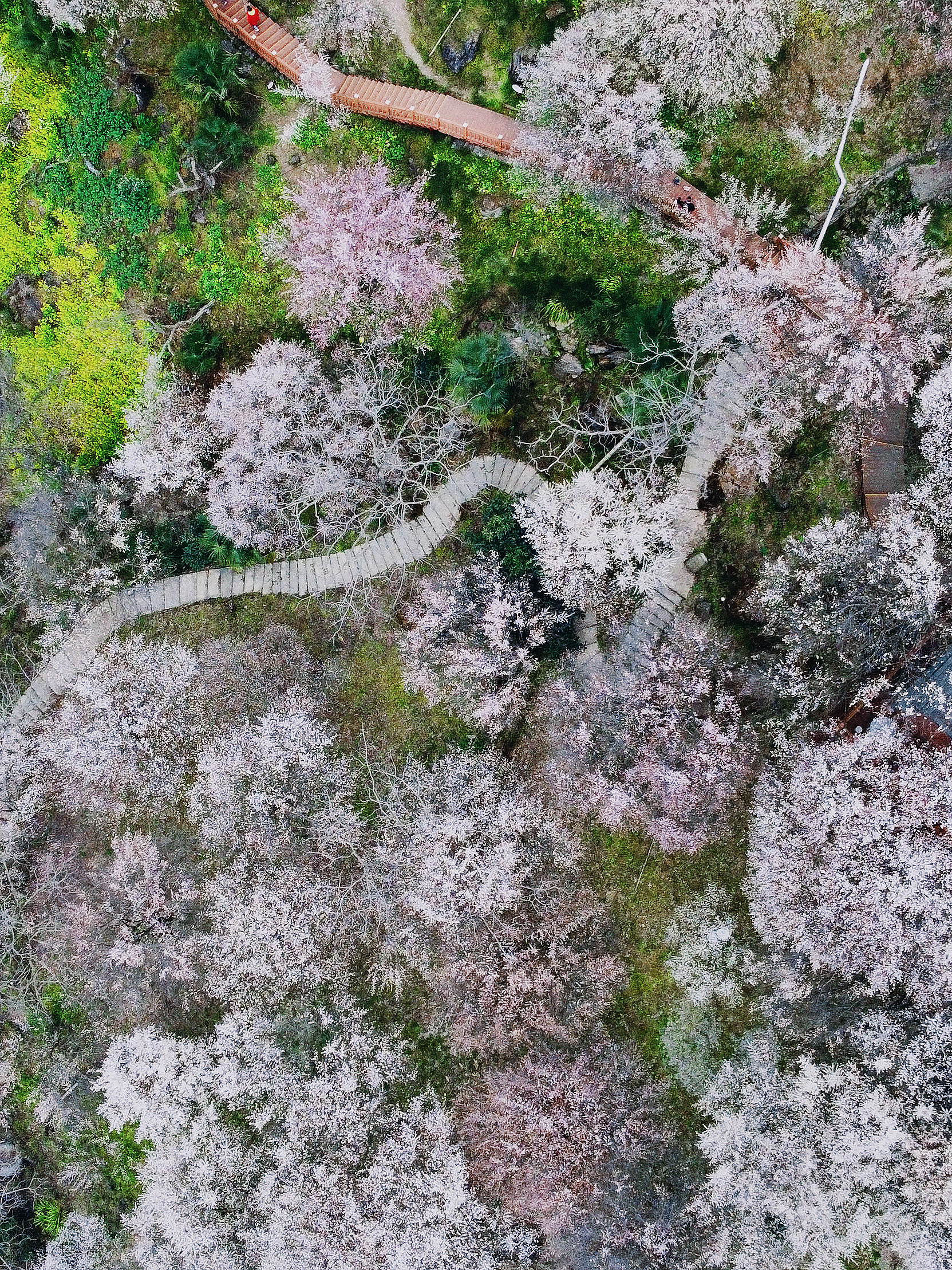 绵阳周边绝美万亩梅林 | 周末赏花🌸绝佳地