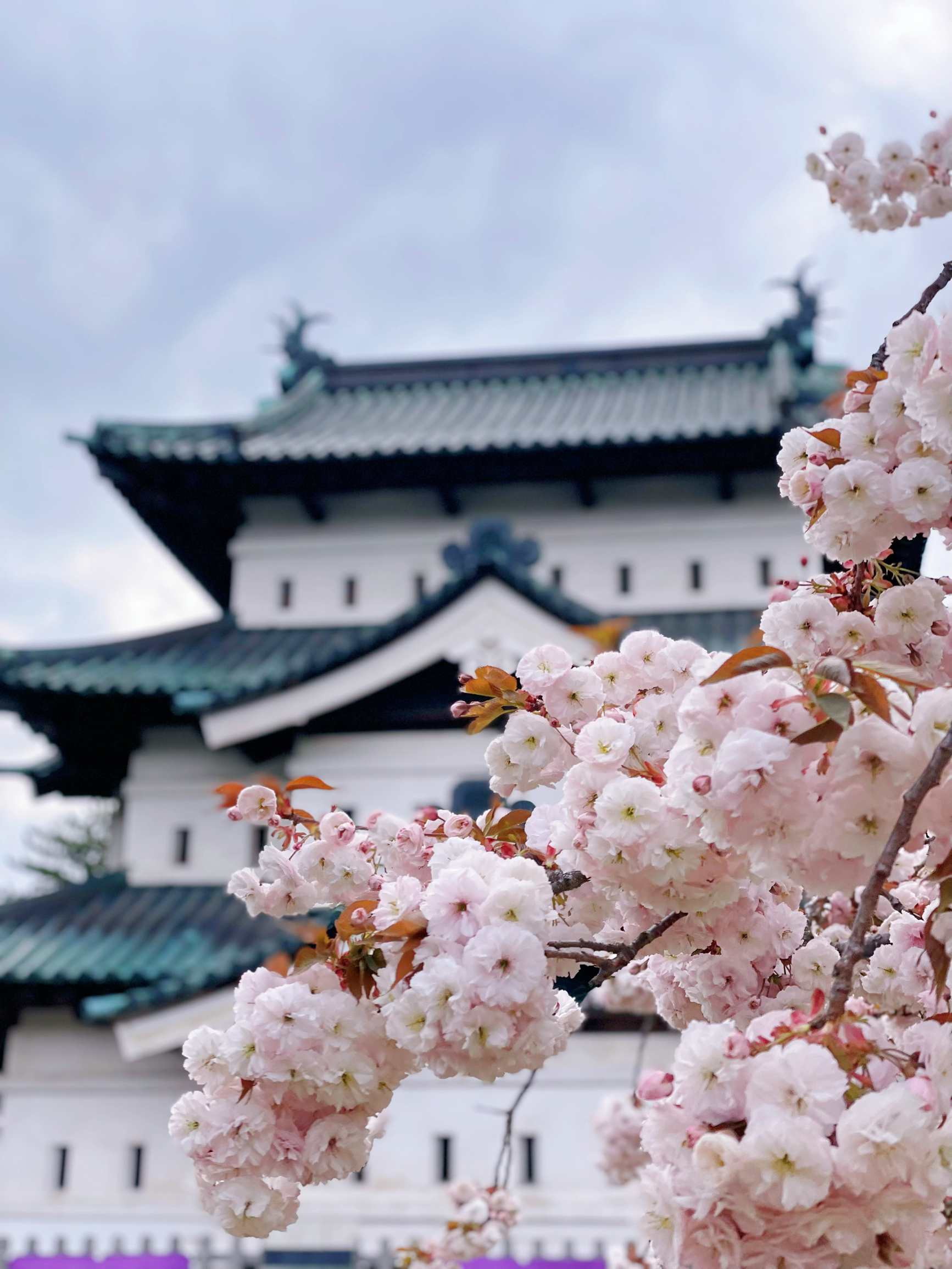 樱花季｜一起去弘前公园看樱花呀🌸