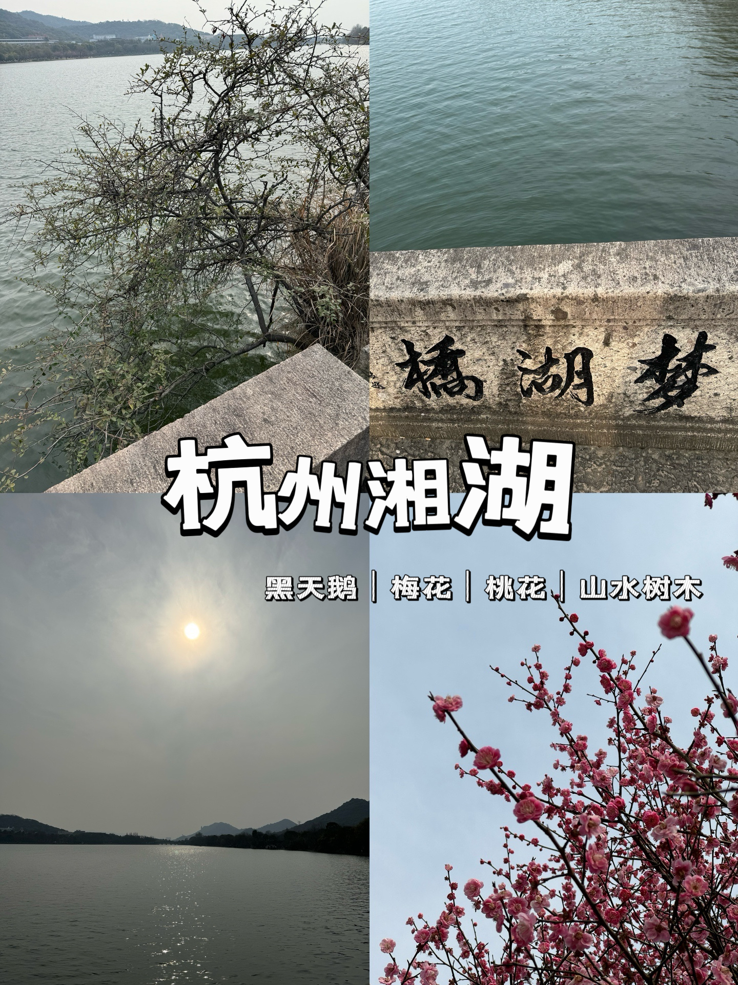 杭州湘湖🌞｜黑天鹅｜梅花…｜山山水水治愈啦～