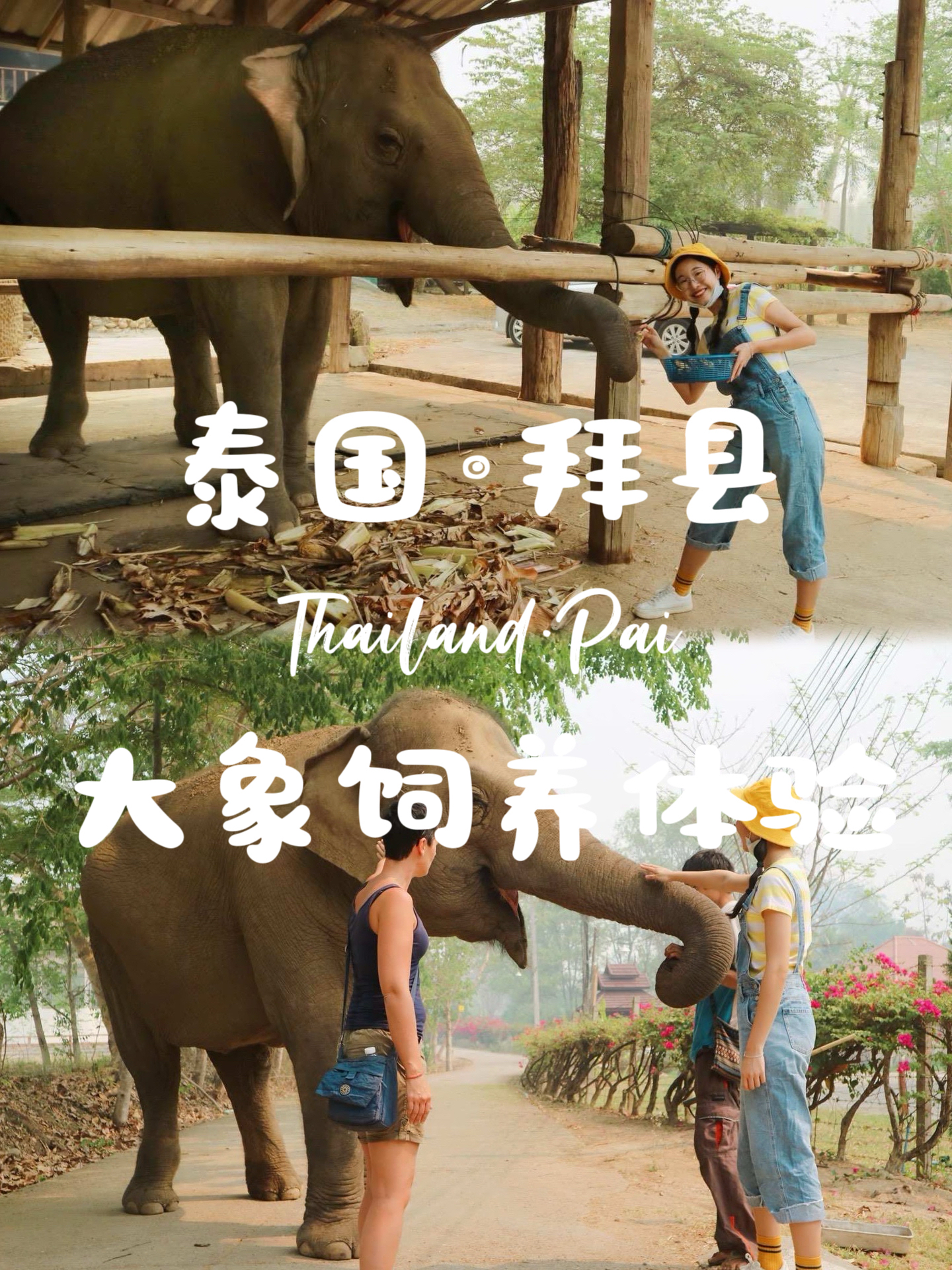 泰国拜县🇹🇭来这里和大象来一次近距离互动吧！