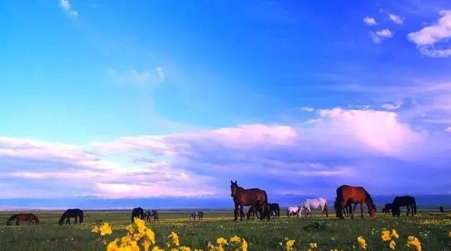 新疆昭苏：赏花与马文化体验之旅