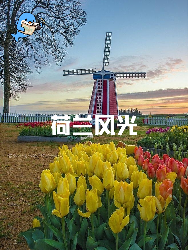 荷兰风光丨木鞋、风车、郁金香都是荷兰的特色