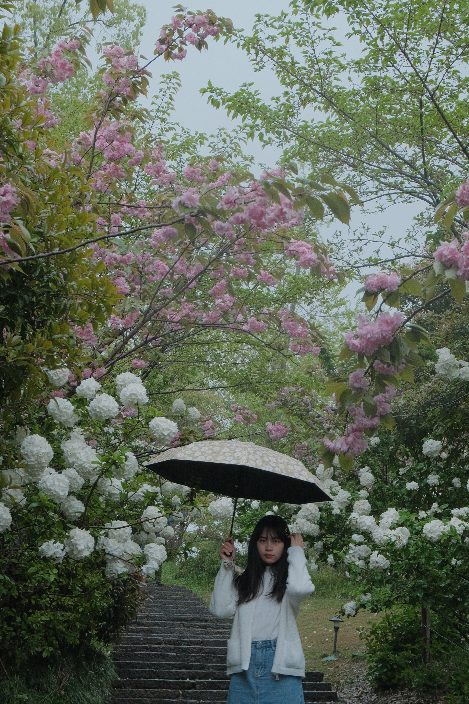 杭州四月顶流❗️湘湖玛雅岛木绣球