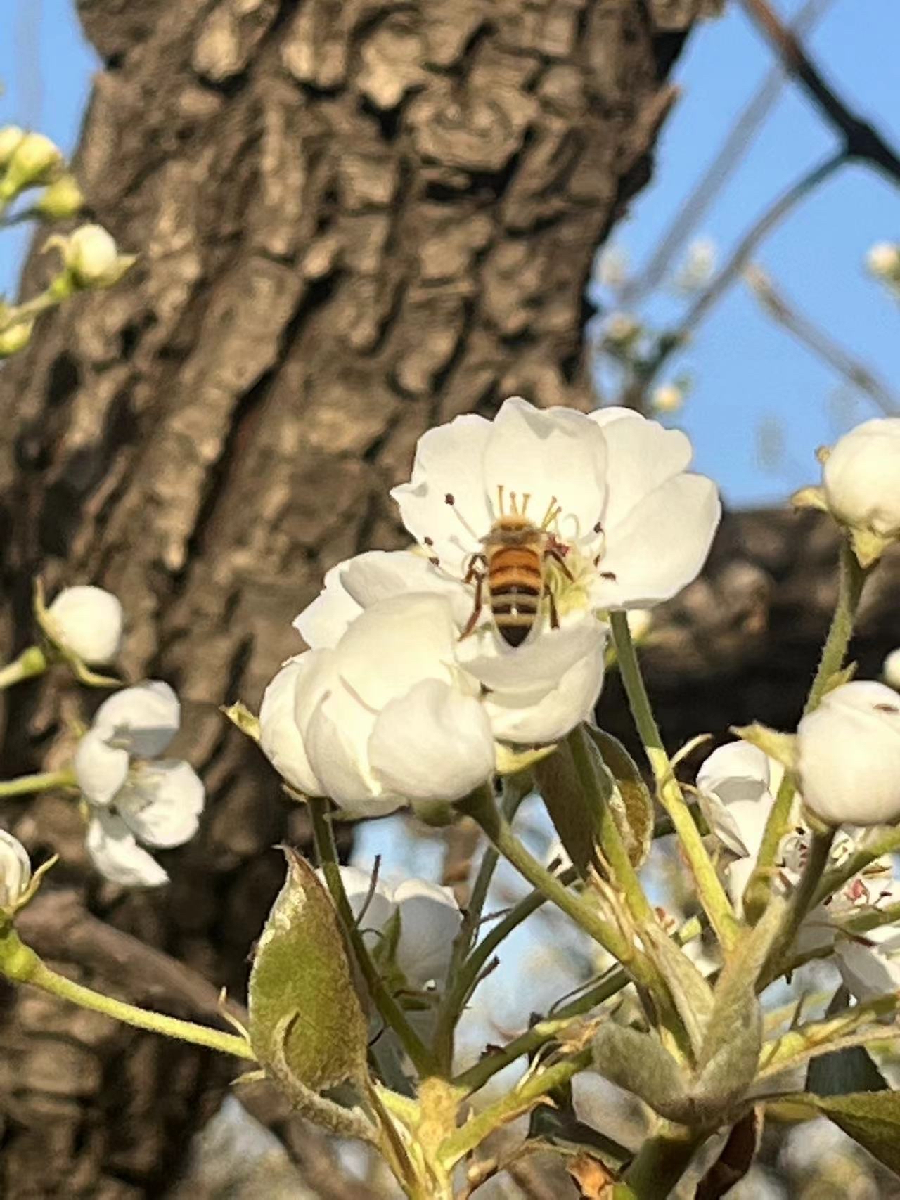 春天玩点花的｜梨园寻春