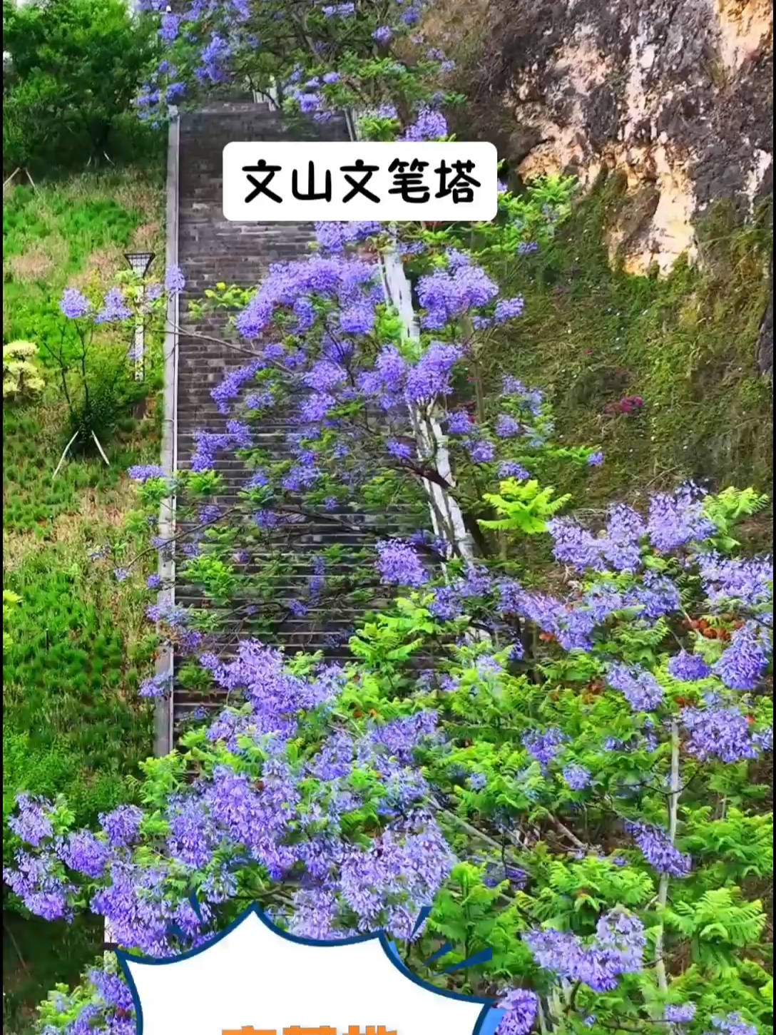 文山文笔塔公园的蓝花楹，必须要登高爬山才能领略到它的美丽！#蓝花楹 #文山周边游 #文山文笔塔