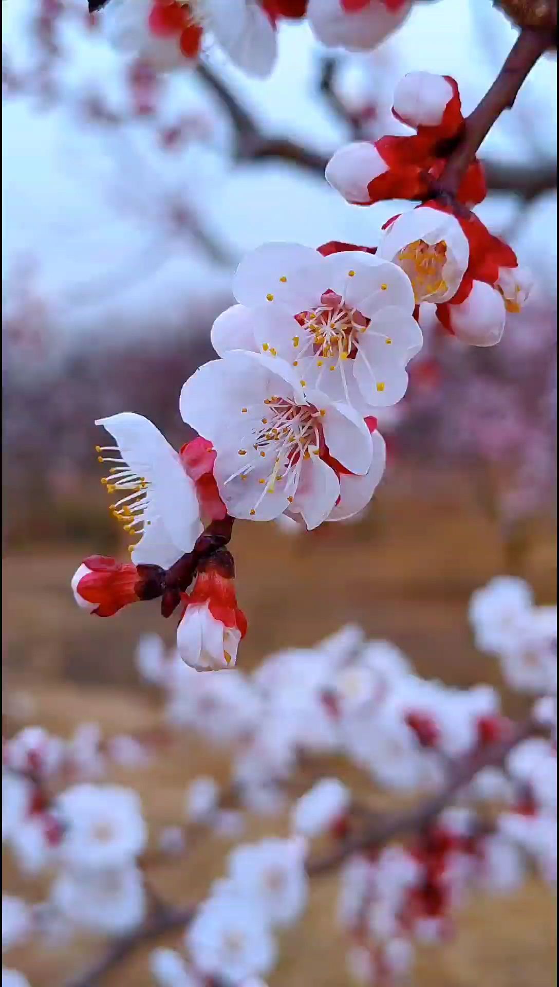 春日赏花园