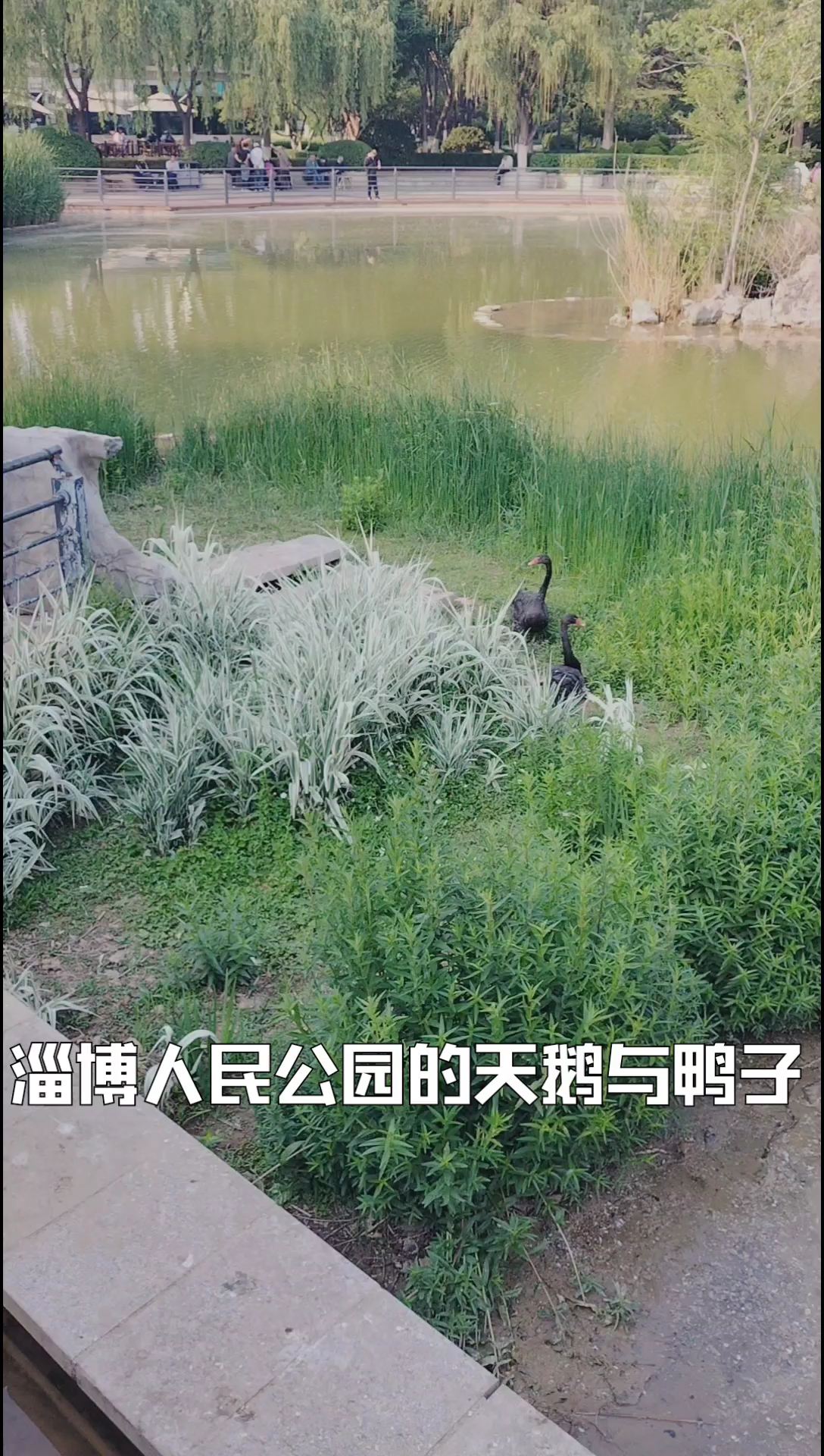 淄博人民公园的天鹅与鸭子