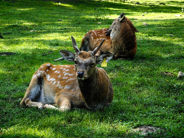 平山神鹿旅游区游玩攻略来啦_超全干货