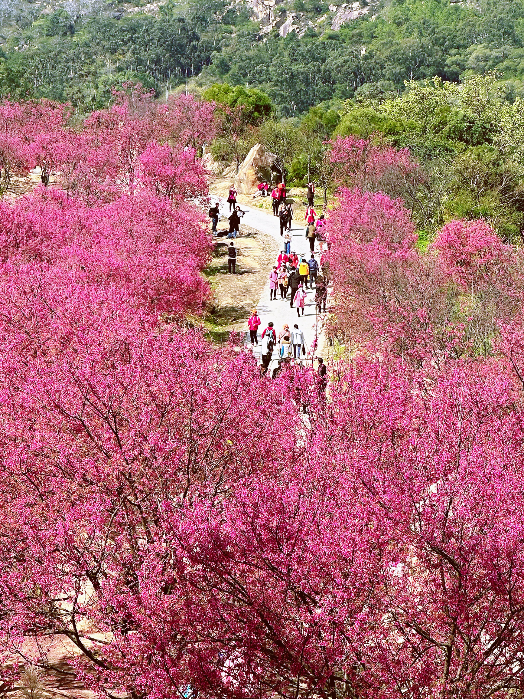 厦门海沧鳌冠村樱花盛开，是粉色春天的样子