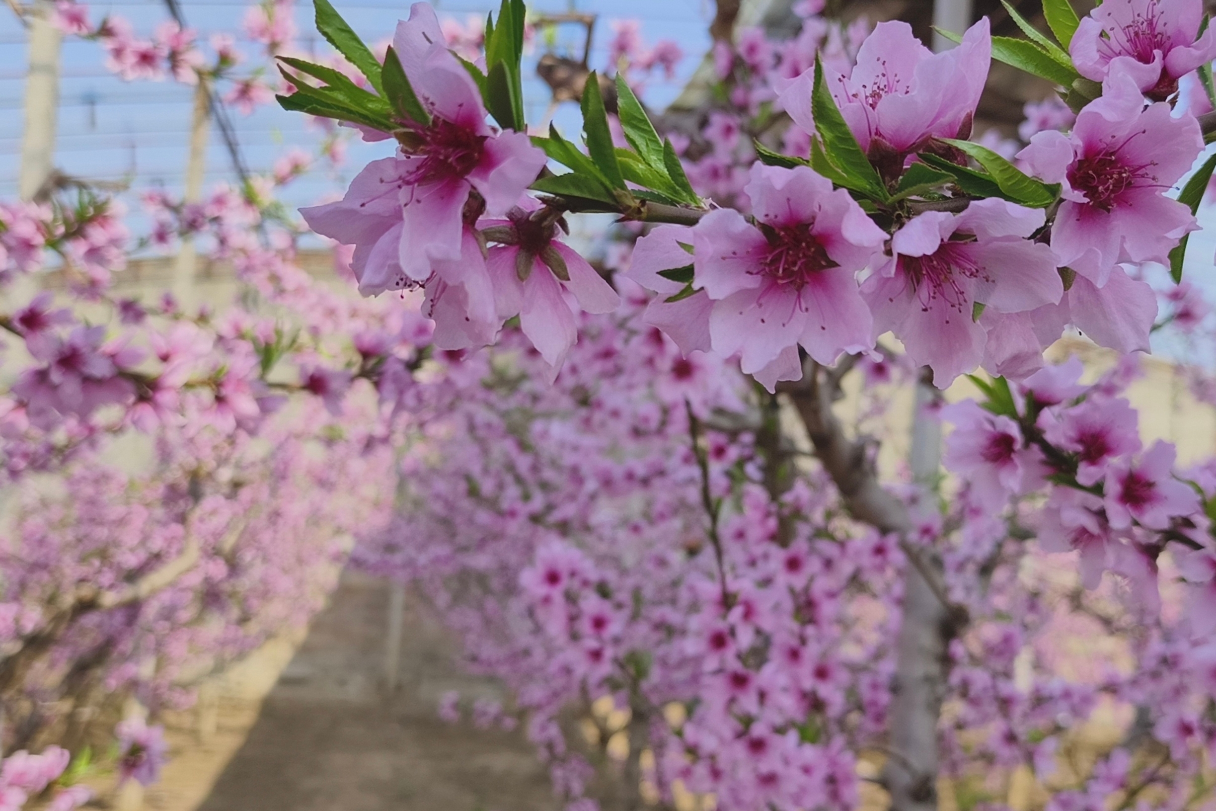 又见桃花开！