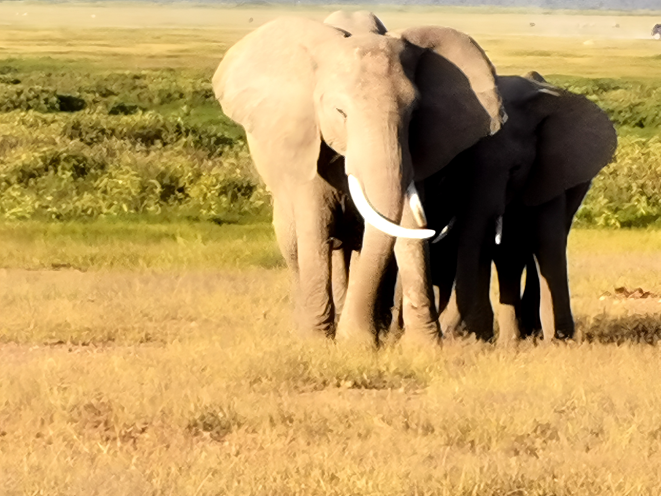 高大威猛宁静安详的肯尼亚安博塞利国家公园的野生非洲大象群