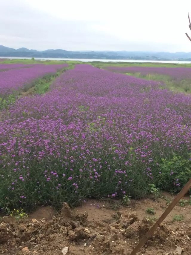 以前的草海 可以赏花 可以划船