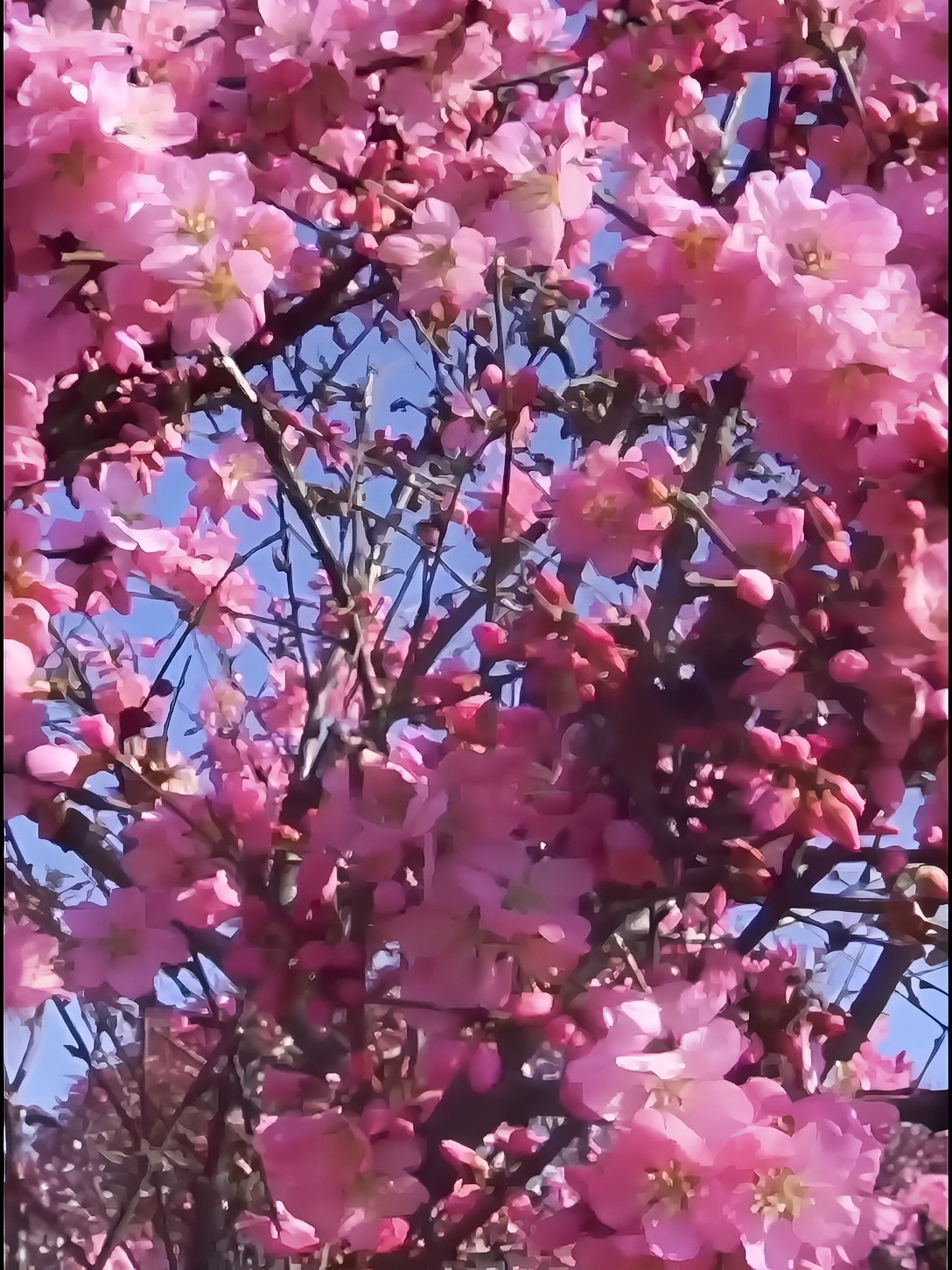 春风有信，花开有期，所有的美好都已在路上#通渭 #花开 #美好