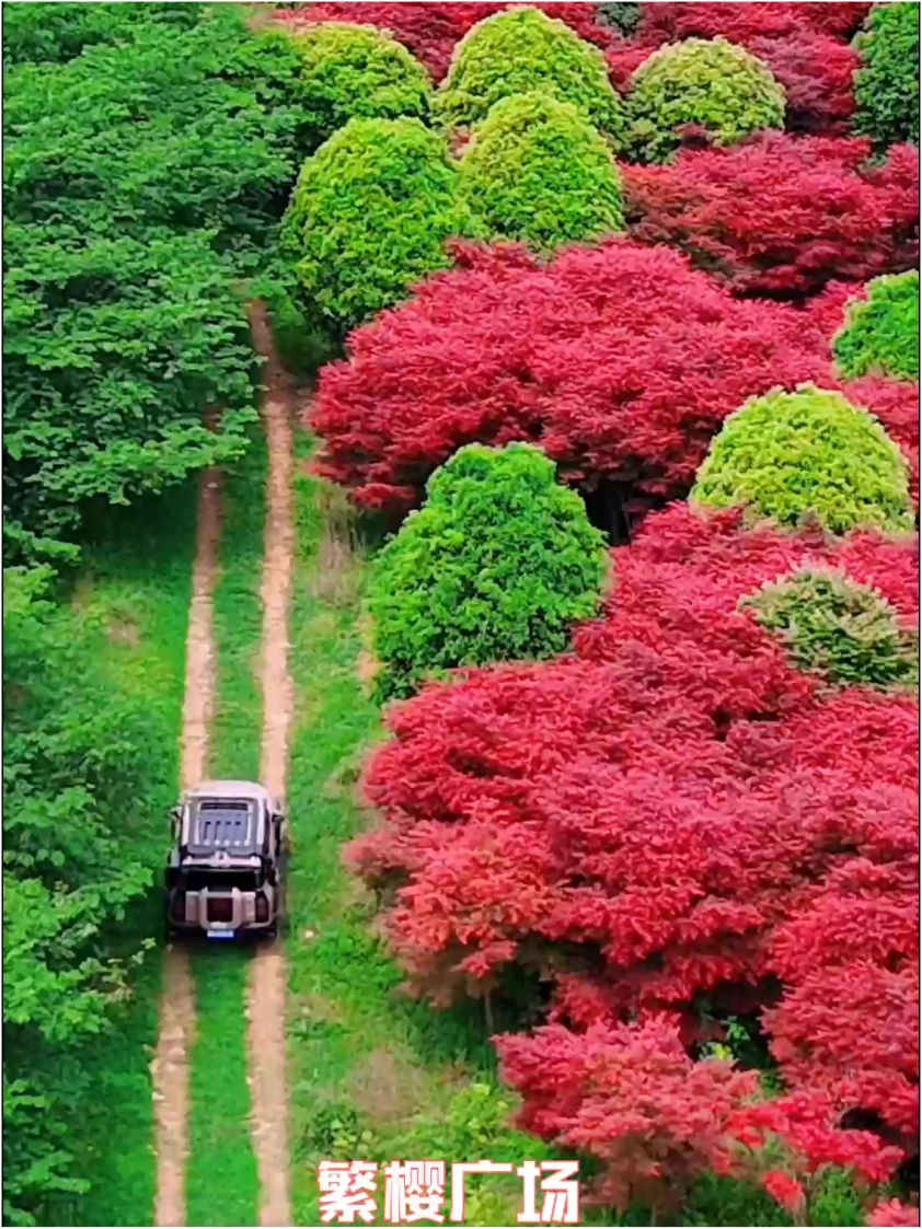 大家知道枫叶在秋天染红，但在贵州春日里也能欣赏到红枫。如果看腻了春日百花，就不妨来平坝樱花园里看看春