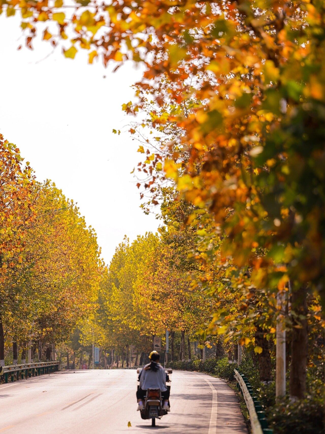 重庆南川梧桐大道｜风已经是秋天🍁的味道