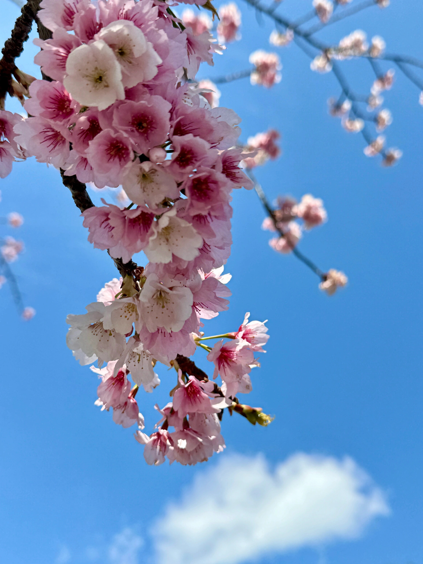 名古屋的樱花🌸
