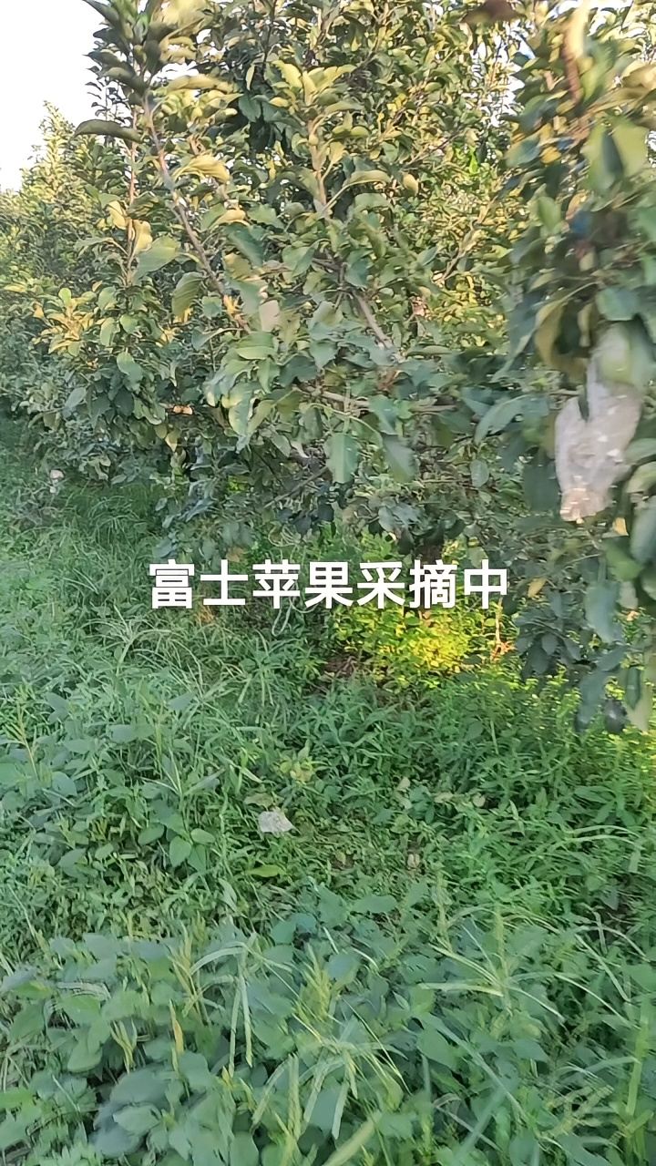 #罗庄村苹果园 ，富士苹果采摘中，欢迎各界朋友来园品尝