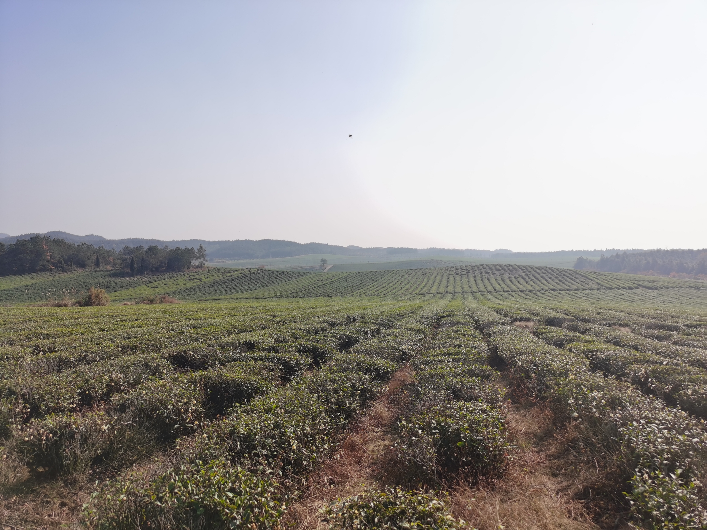 位于安徽池州东至县的龙泉镇，这里有平原茶山茶厂，今天学习到了很多制茶的知识。