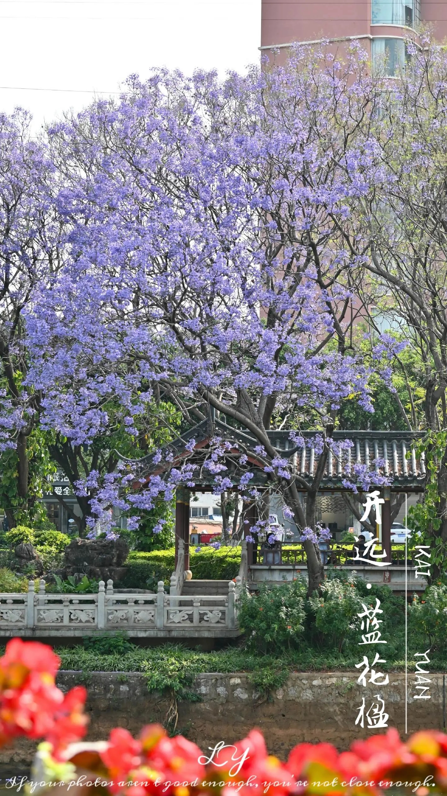 开远 蓝花楹。 📍 开远市泸江公园、幸福大草原、金板凳购物广场  🚗 从市区乘坐公交车；自驾／打车均