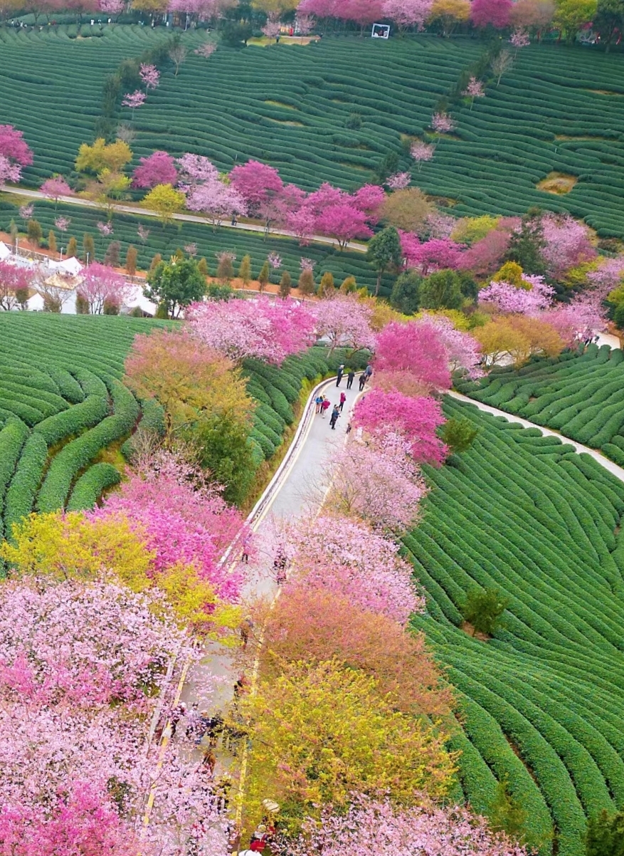 1月到4月福建赏花推荐