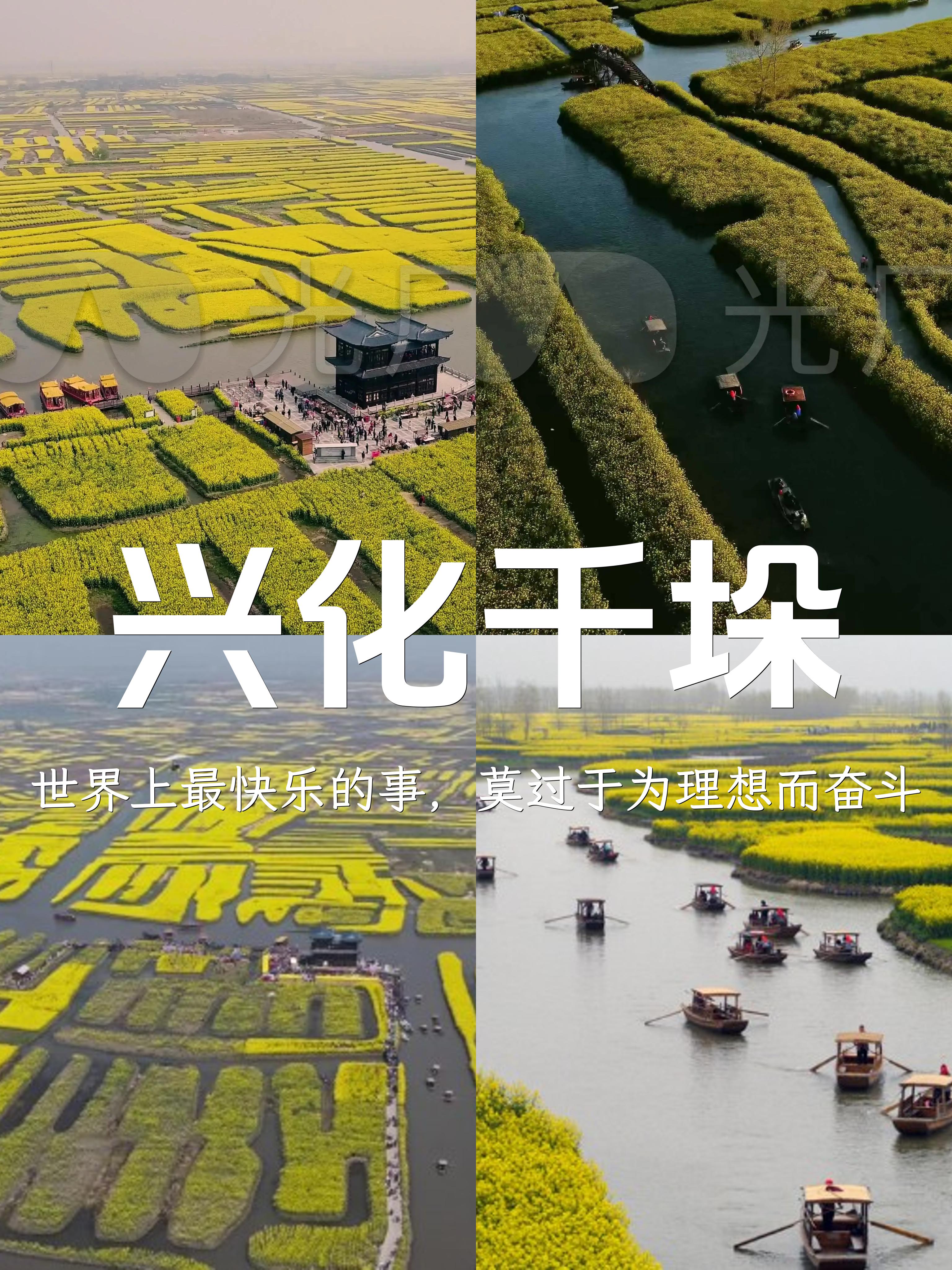 🌼 兴化千垛油菜花海：晨昏暮晓之美